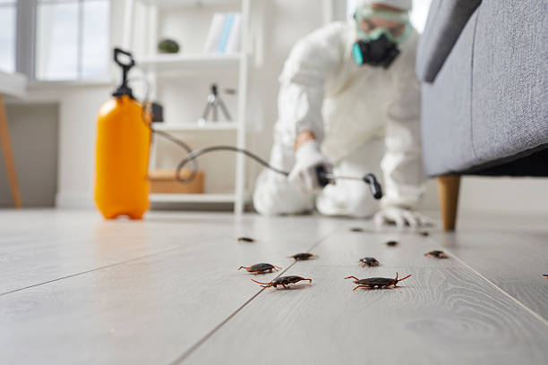 Post-Treatment Bed Bug Interceptor Monitoring in Hawthorne